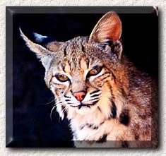 This is a photograph of a bobcat.