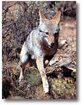 The is a photograph of a coyote.