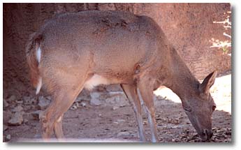 This is a photograph of a white-tailed deer.