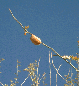 Photograph of praying mantis egg case on paloverde tree branch