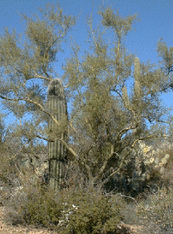 This is a photograph of a paloverde tree sheltering a young saguaro.