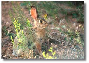 This is a photograph of a cottontail rabbit.
