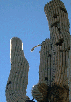 Photograph of prickly pear cactus growing on a saguaro arm