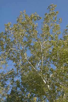 Photograph of a sycamore in spring