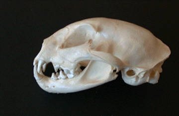 Photograph of a bobcat skull