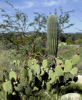 This is a photograph of three kinds of common Sabino Canyon cactus: prickly pear, saguaro, and cholla.