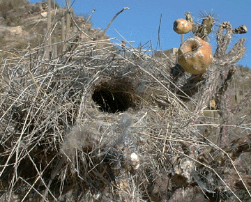 This is a photograph of a cactus wren nest built in a cholla cactus.