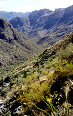 This is a photograph of Sabino Canyon looking north from the hillside above the dam.
