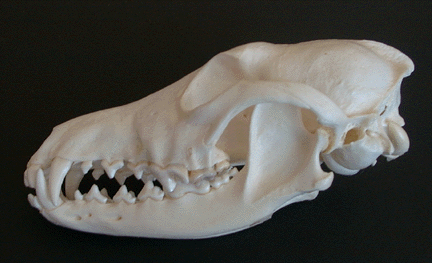 Photograph of a coyote skull