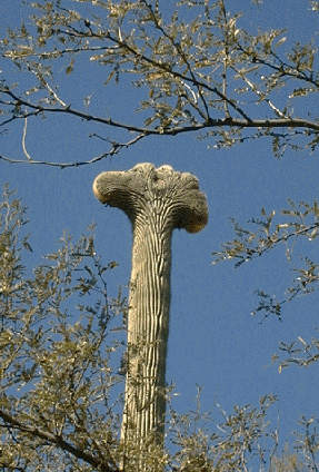 Photograph of saguaro with fan shaped top