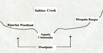 The drawing shows the communities in and around Sabino Creek: aquatic, riparian woodland, mesquite bosque, and floodplain.