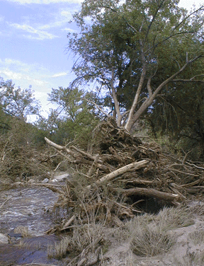 This is a photograph of floodwater debris piled up alongside the creek.