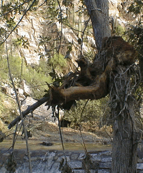 Photograph of debris in a tree