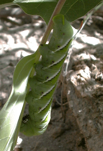 Photograph of pupa under leaf
