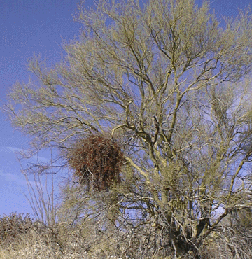 Photograph of mistletoe in paloverde tree