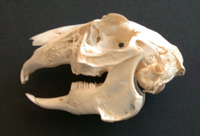 Photograph of a cottontail rabbit skull