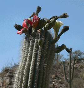 Photograph of saguaro fruits and flowers