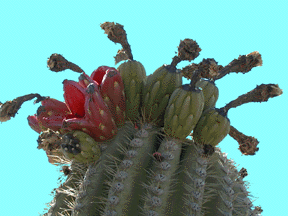 Close-up photograph of saguaro fruit