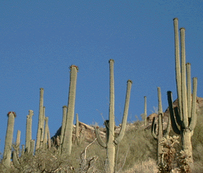 Photograph of saguaro cactus on canyon slope