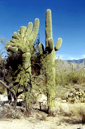 Photograph of saguaro with all arms growing out of top