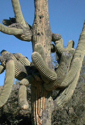 Photograph of saguaro with many twisted arms