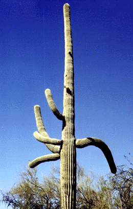 This is a photograph of a saguaro cactus.