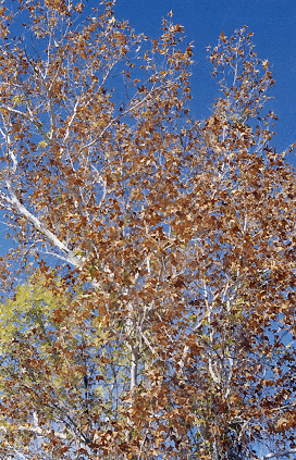 Photograph of a sycamore in fall
