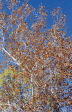 Photograph of sycamore in fall