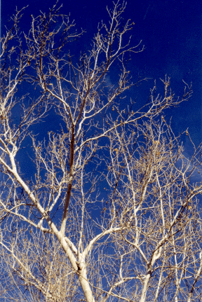 Photograph of a sycamore in winter